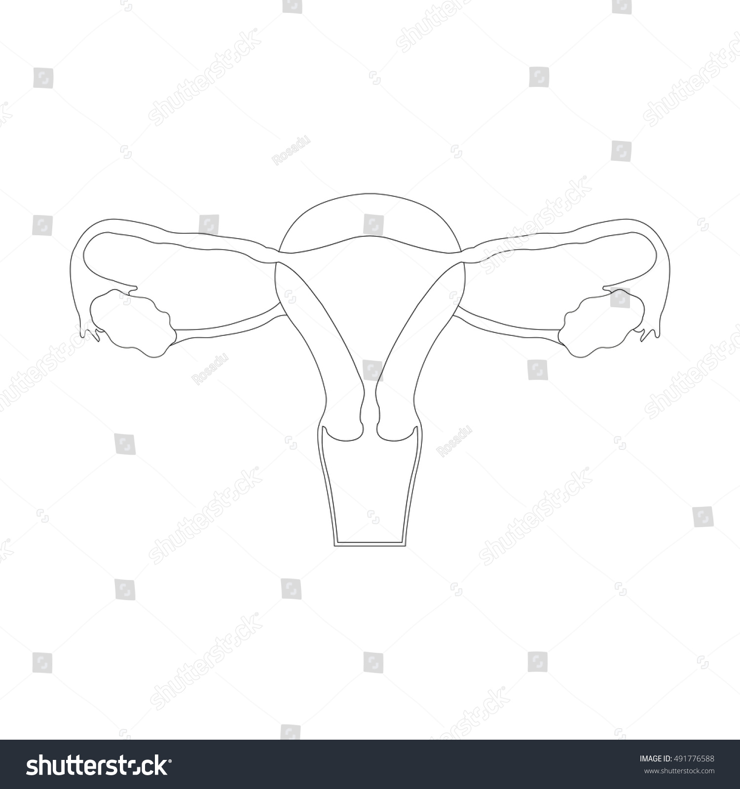 Female Reproductive System Circuit Sketch Hand Drawn Illustration Isolated On White Background 9433