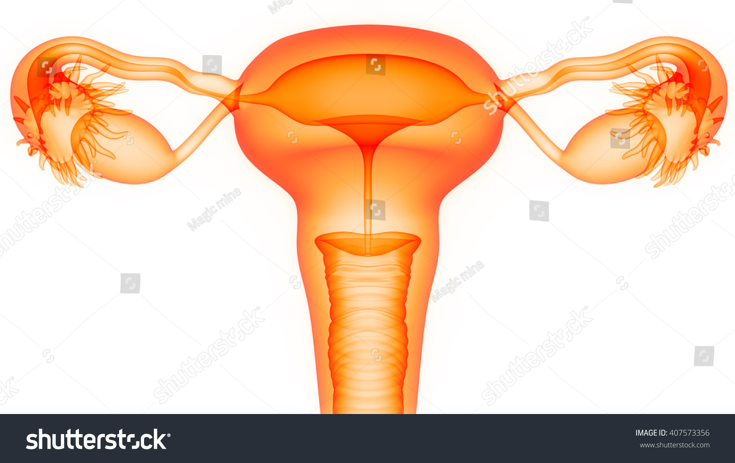 Female Reproductive System D Shutterstock