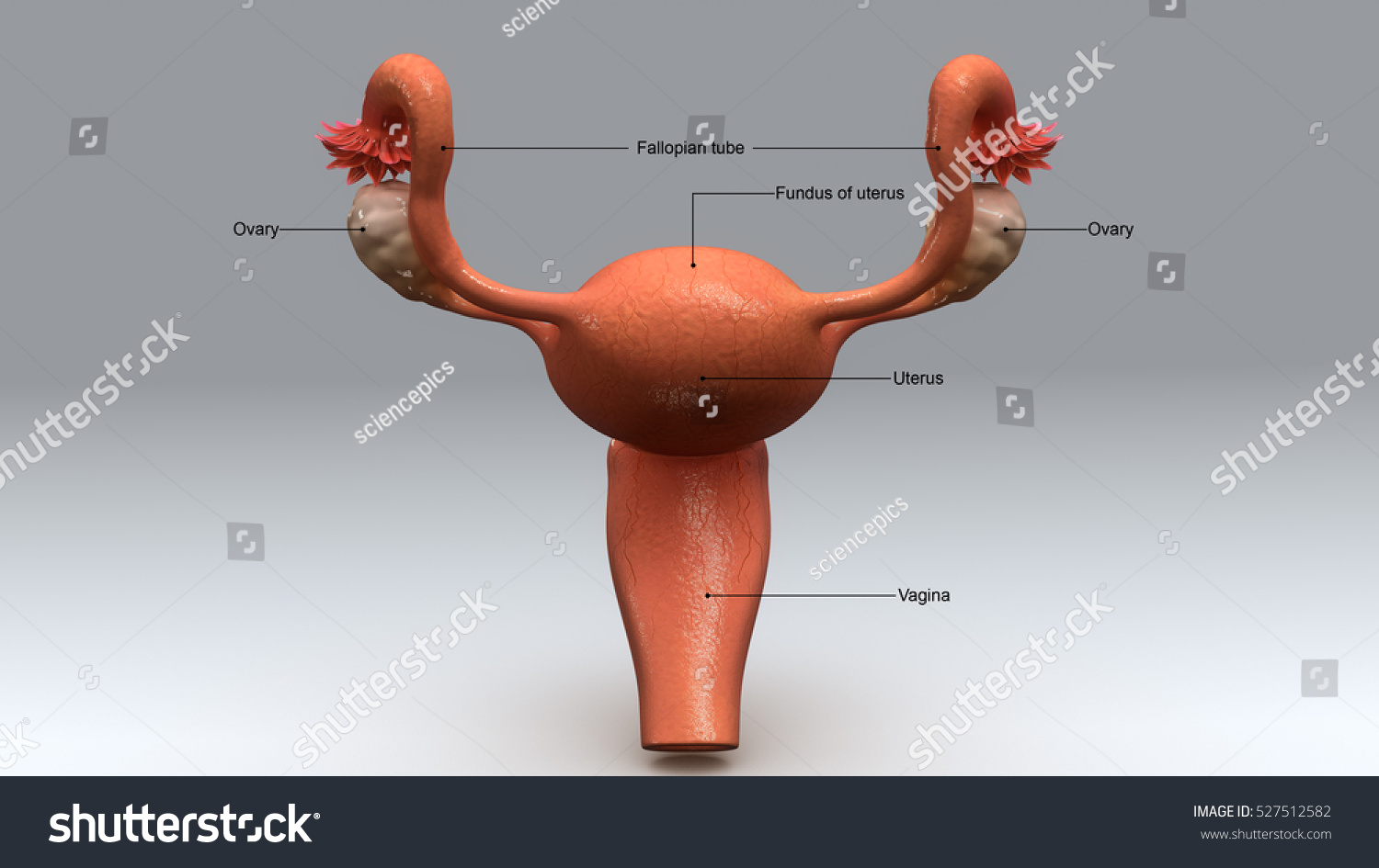 Female Reproductive System 3d Illustration 527512582 Shutterstock
