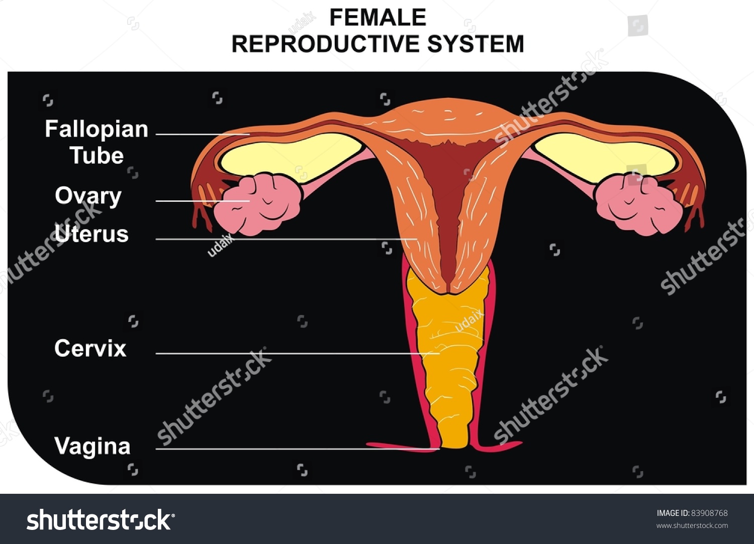 Female Reproductive System Including Fallopian Tube Stock Photo