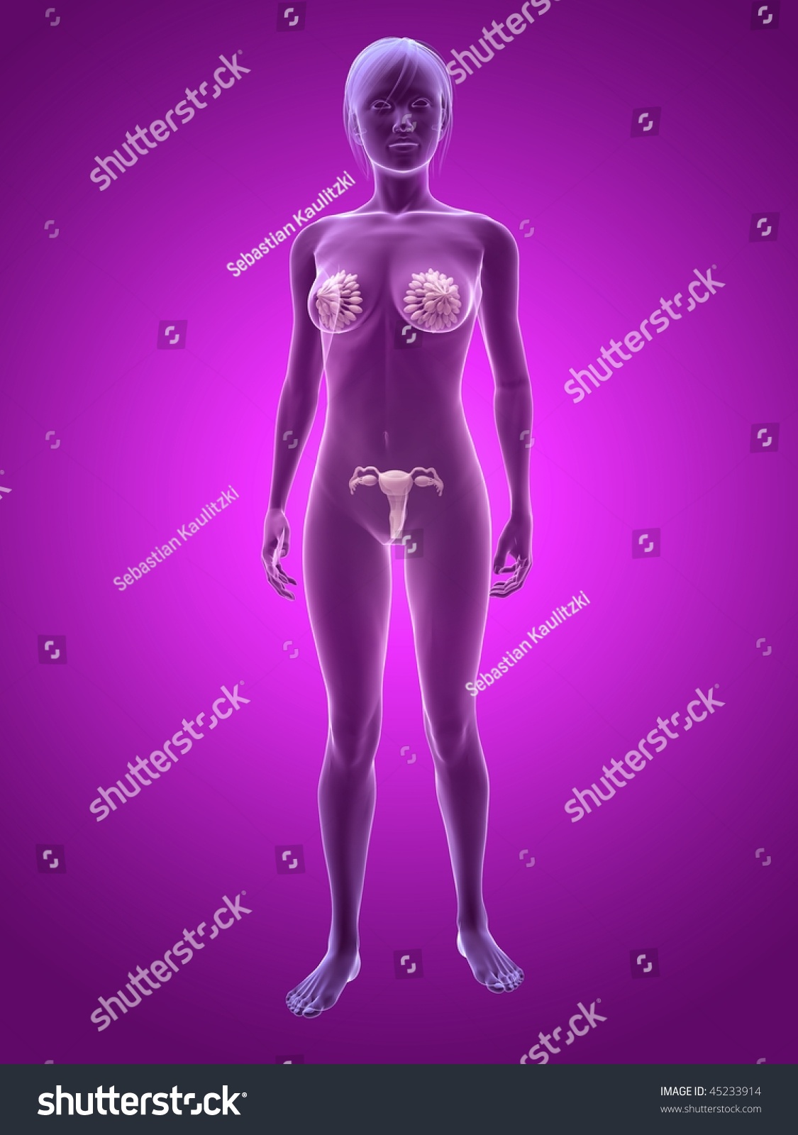 Female Sex Organs Images 15