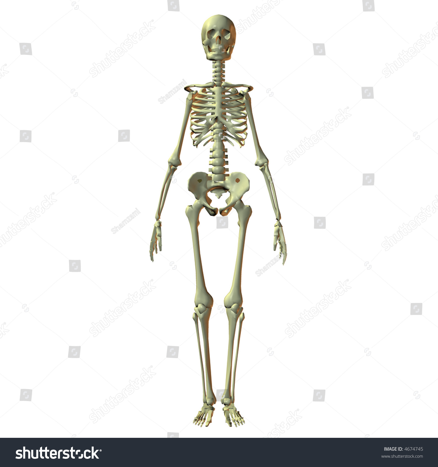 womens skeletoes