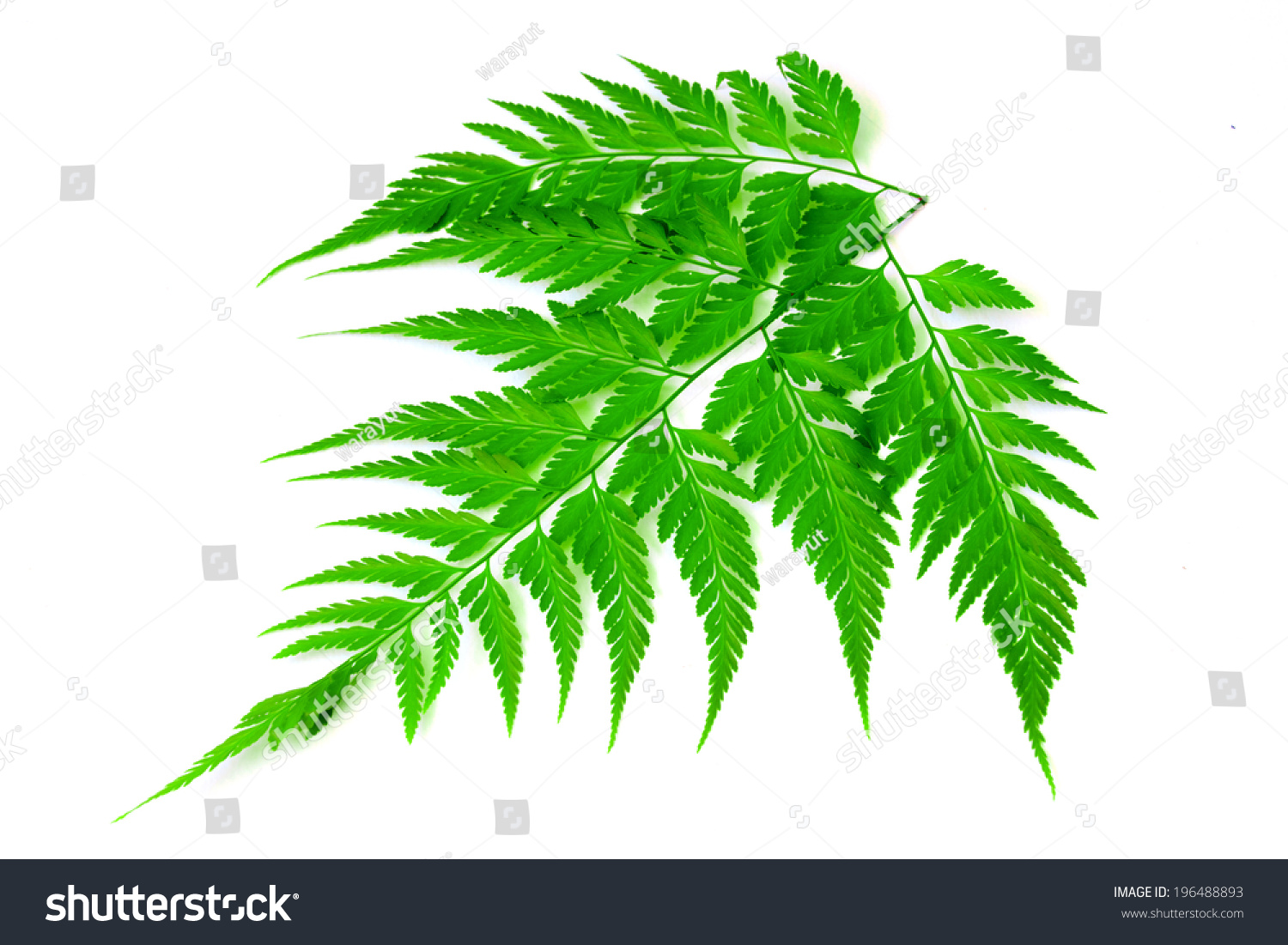 Fern Isolated On White Background Stock Photo 196488893 : Shutterstock