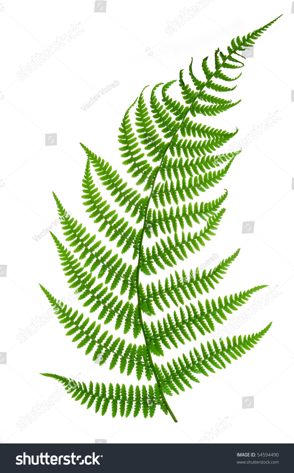 Fern Isolated On White Background Stock Photo 54594490 : Shutterstock