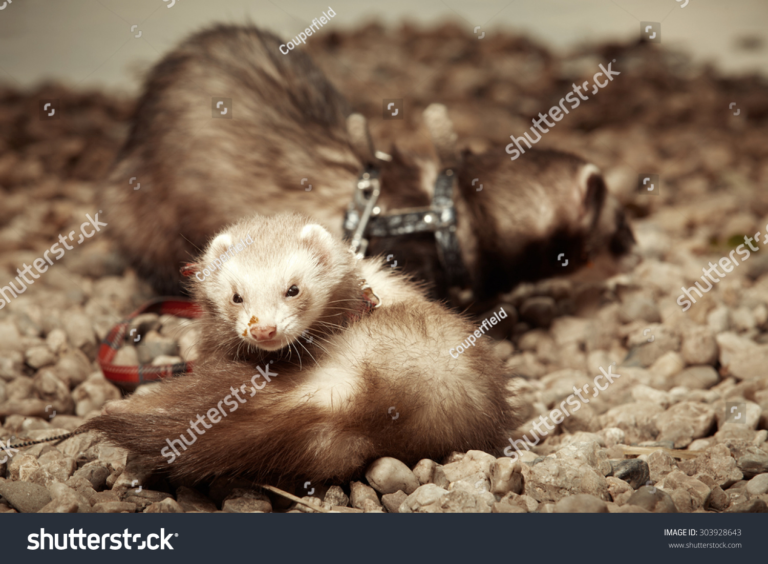 Ferret Couple Of Friends Stock Photo 303928643 Shutterstock