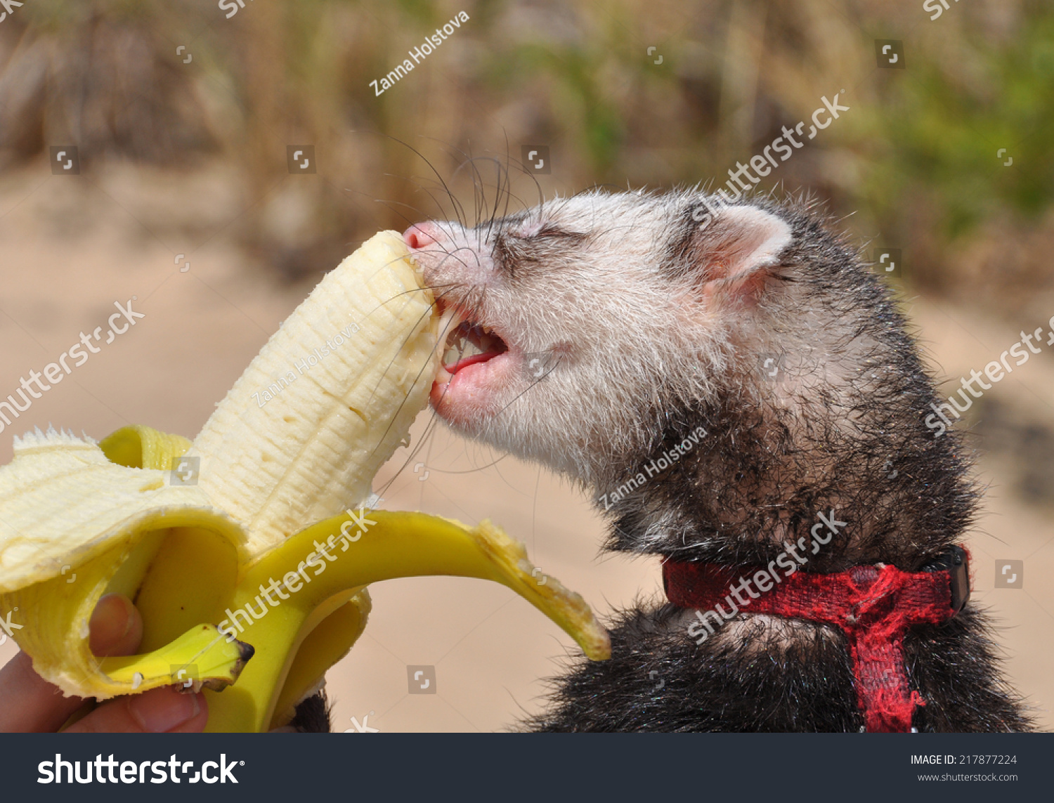 Ferrets Eating Banana Ferret Domesticated Mammal Stock Photo 217877224