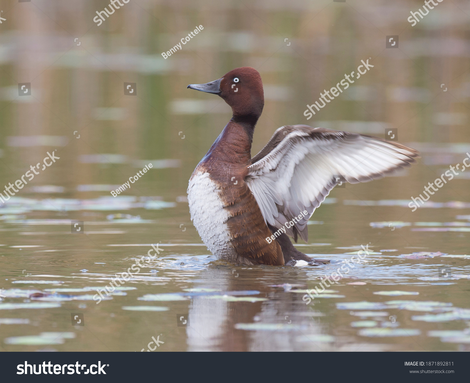 Ferruginous Duck Stretching Out His Wings Stock Photo Edit Now