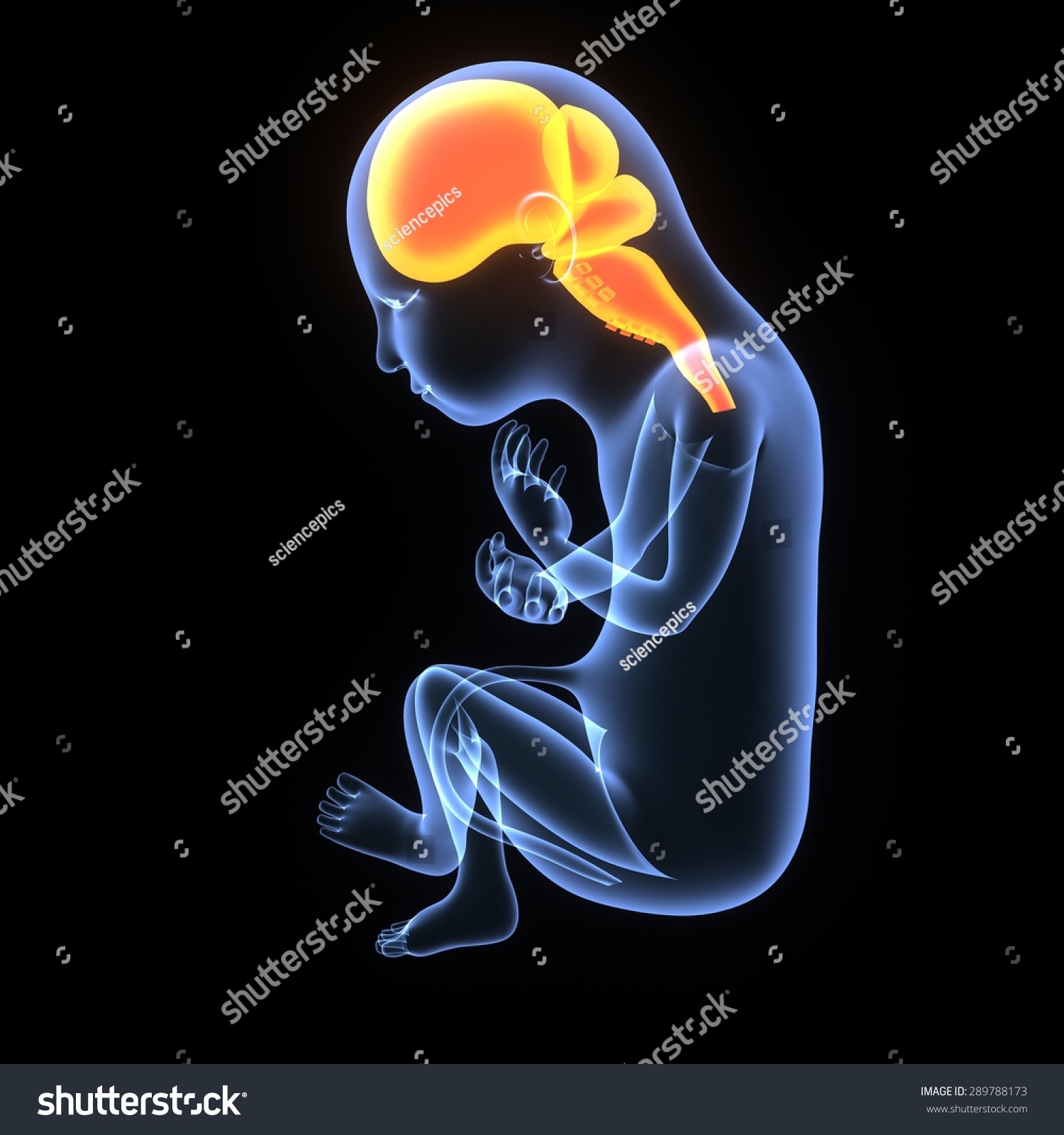 Fetal Development Of Human Brain Stock Photo 289788173 : Shutterstock