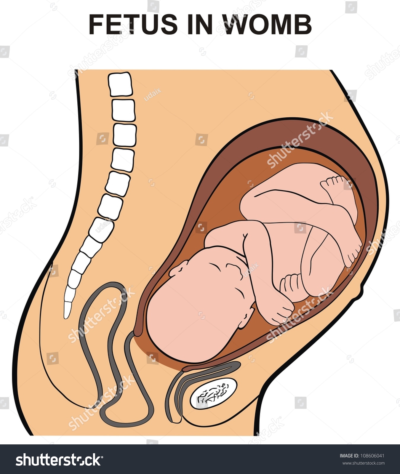 free clipart baby in womb - photo #18