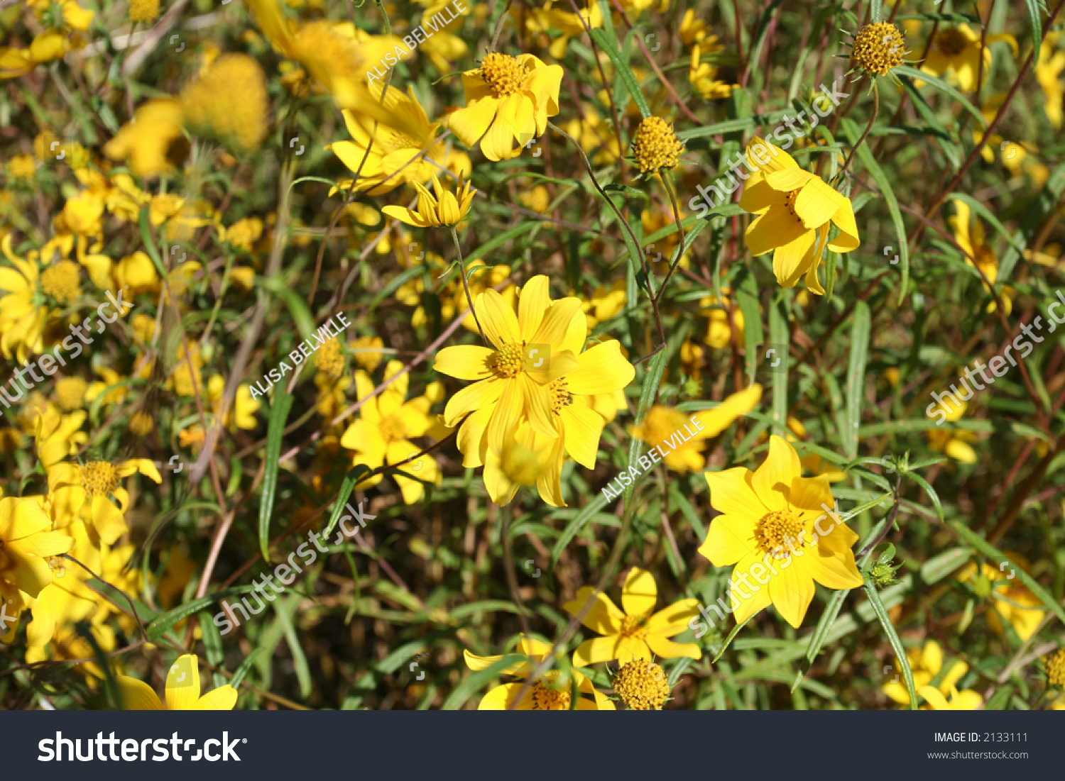 Field Of Confederate Daisies At Stone Mountain Atlanta Georgia Stock