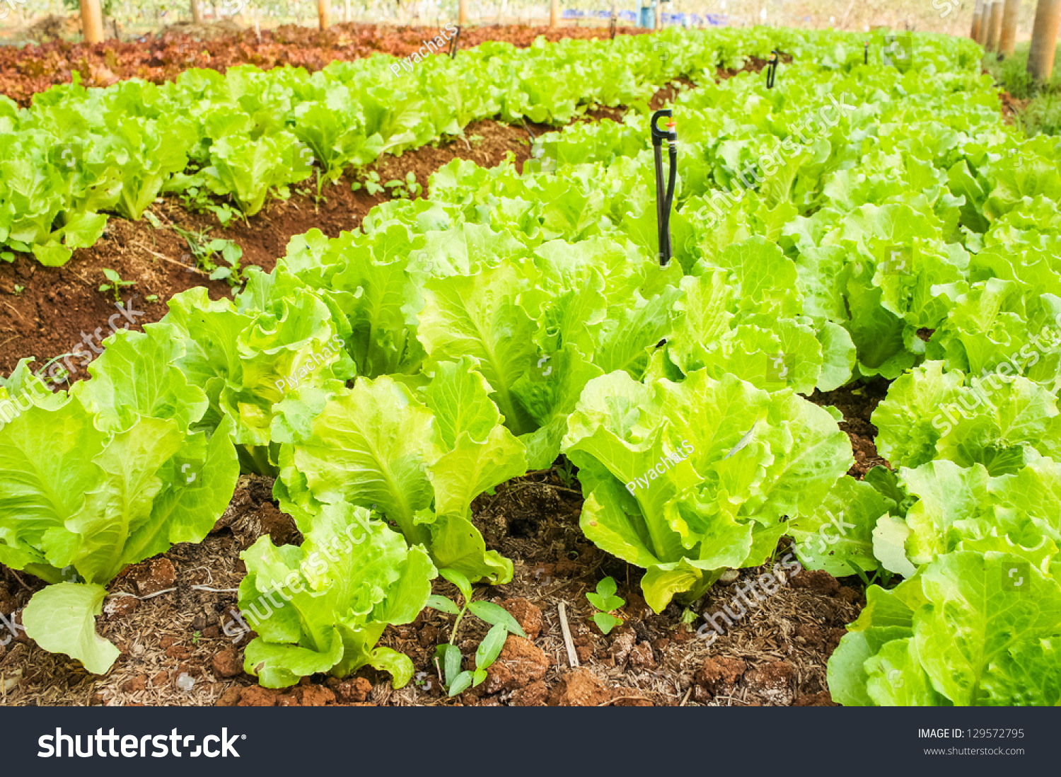 Field Of Green Leaf And Lettuce Crops Growing In Rows On A Farm ...