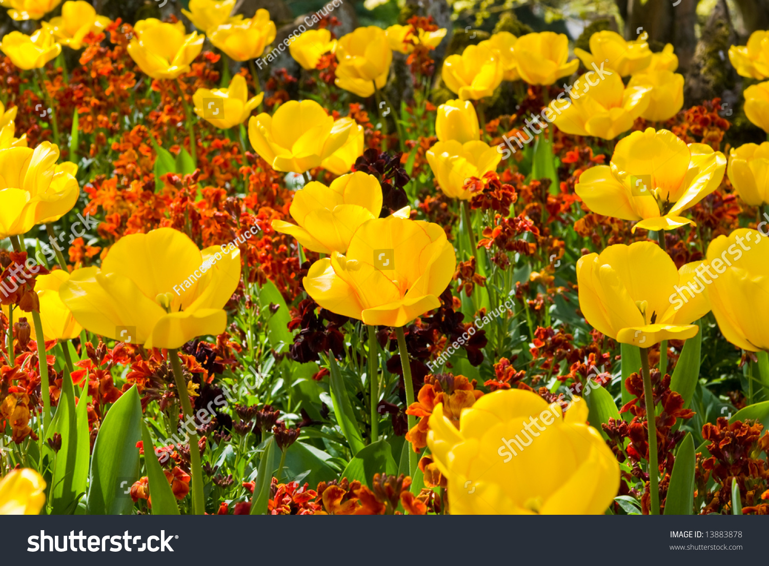 Yellow And Red Flowers Stock Image Image Of Modern Isolated 84537381