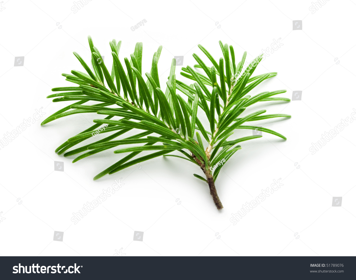 Fir Tree Branch Isolated On White Stock Photo 51789076 : Shutterstock