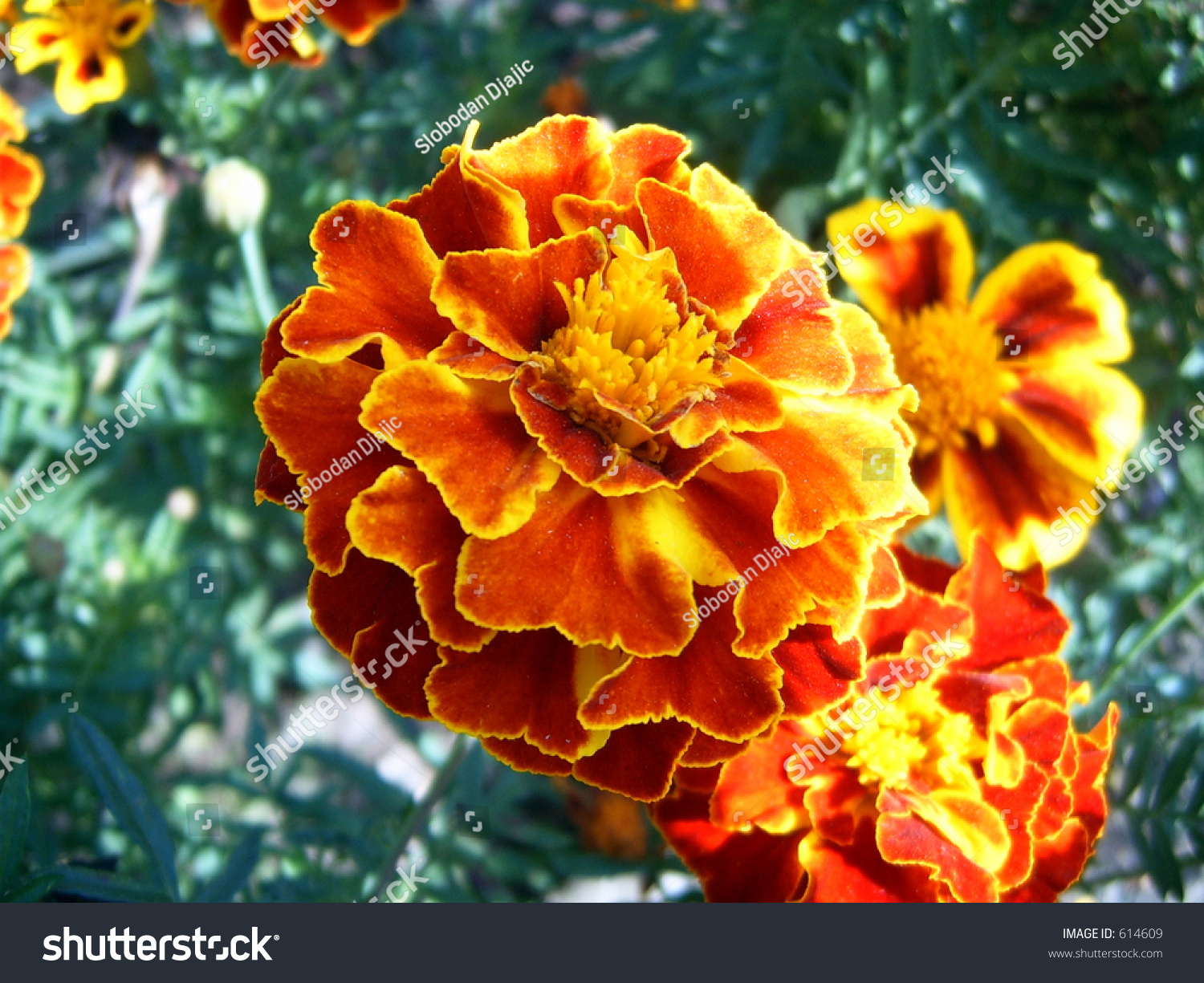 Fire Colored Flower Stock Photo 614609 : Shutterstock