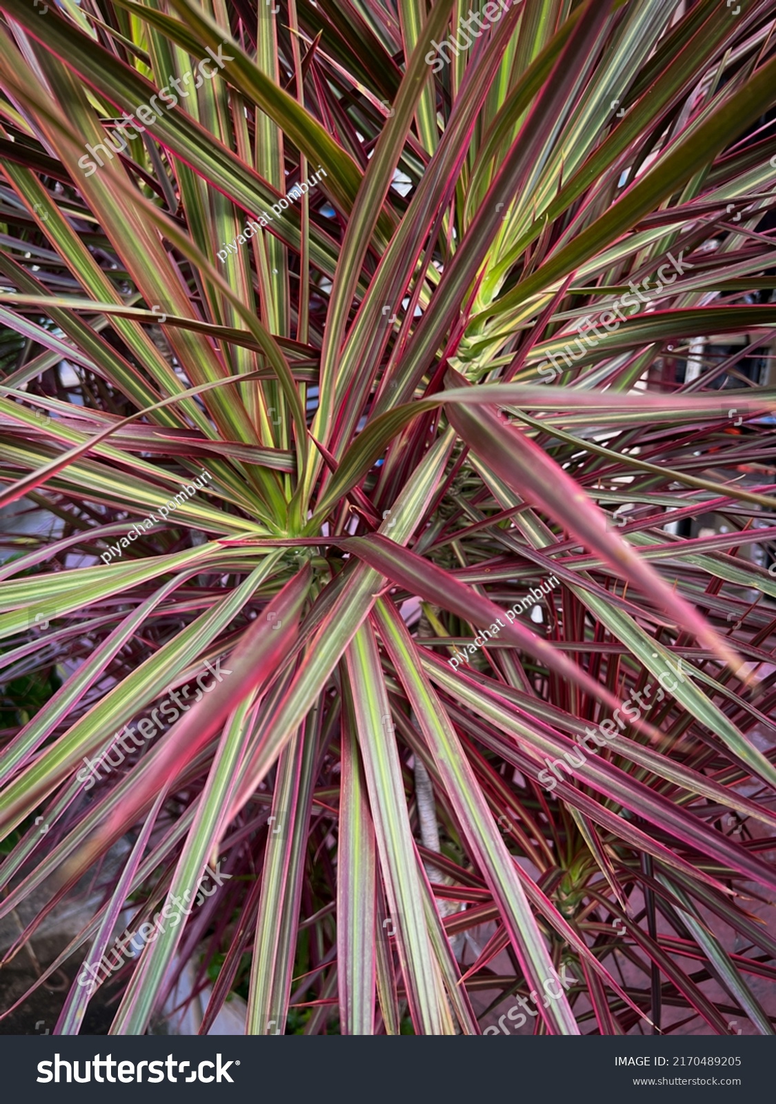 Fireworks Pennisetum Plant Fountain Grass Ornamental Stock Photo