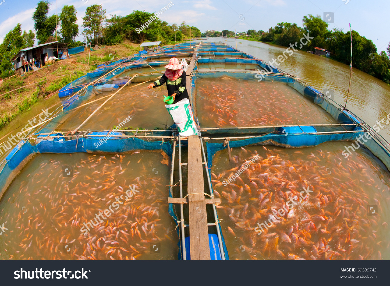 fish farm stock market