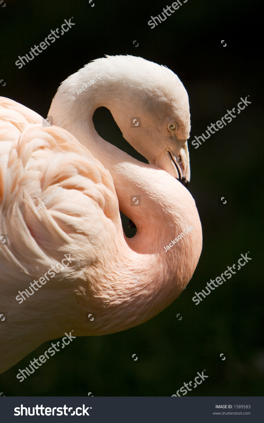 hug fun flamingo