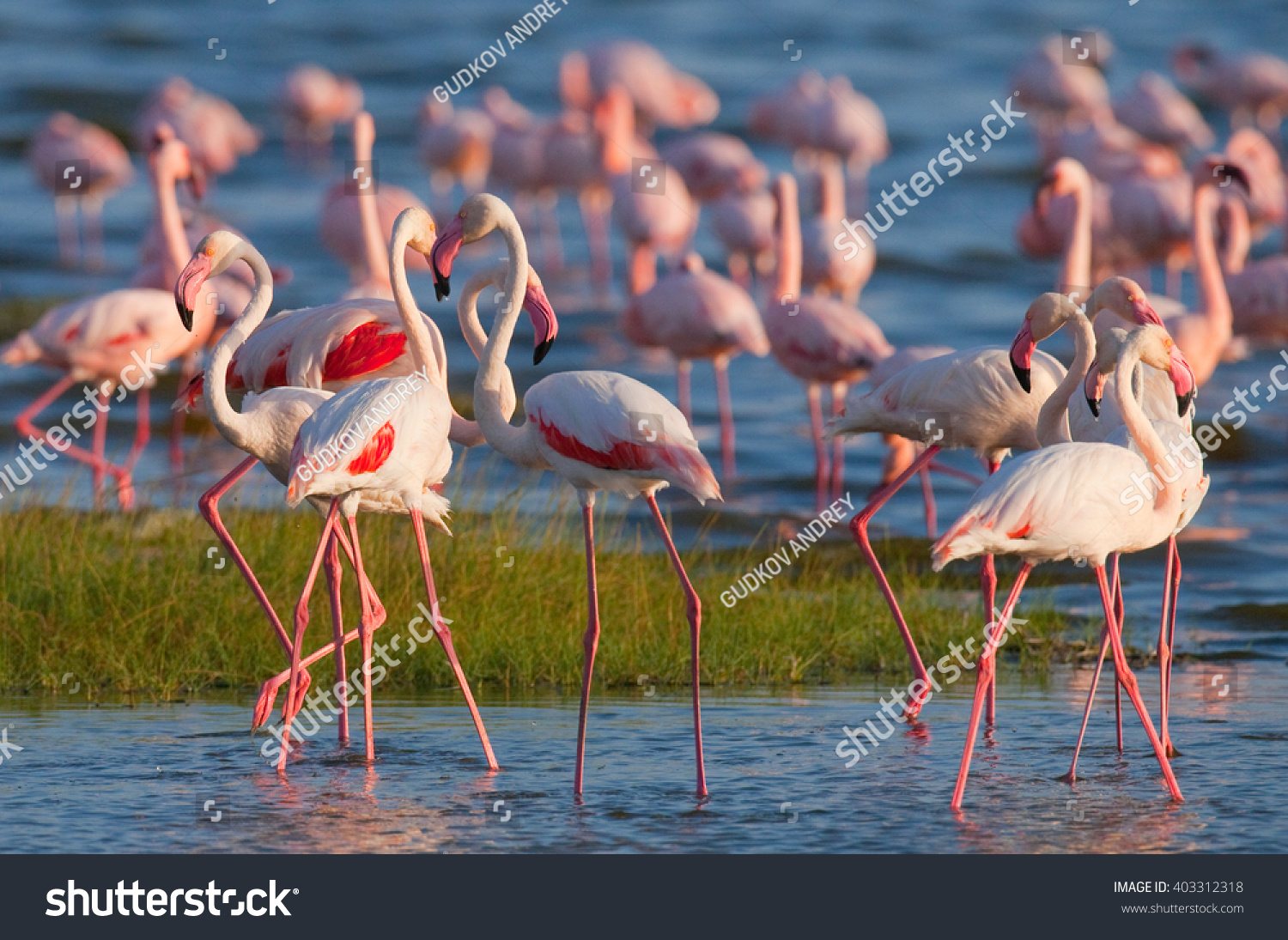 Flamingos on the lake Kenya Africa Nakuru National Park Lake Bogoria National Reserve An excellent illustration Flamingos on the lake Kenya Africa Nakuru National Park Lake Bogoria National Reserve An excellent illustration