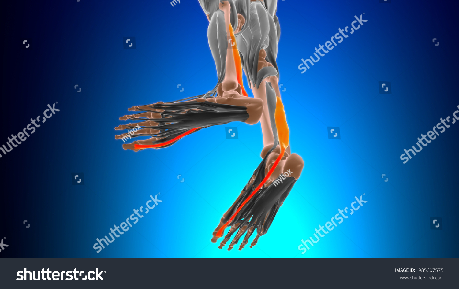 504 Flexor Hallucis Longus Images Stock Photos Vectors Shutterstock