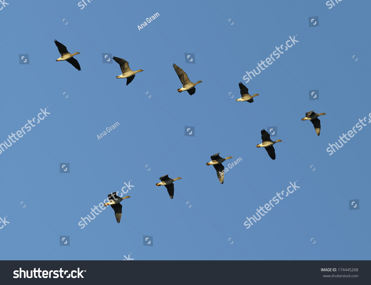 Flock Migrating Bean Geese Flying Vformation Stock Photo 174445268 ...