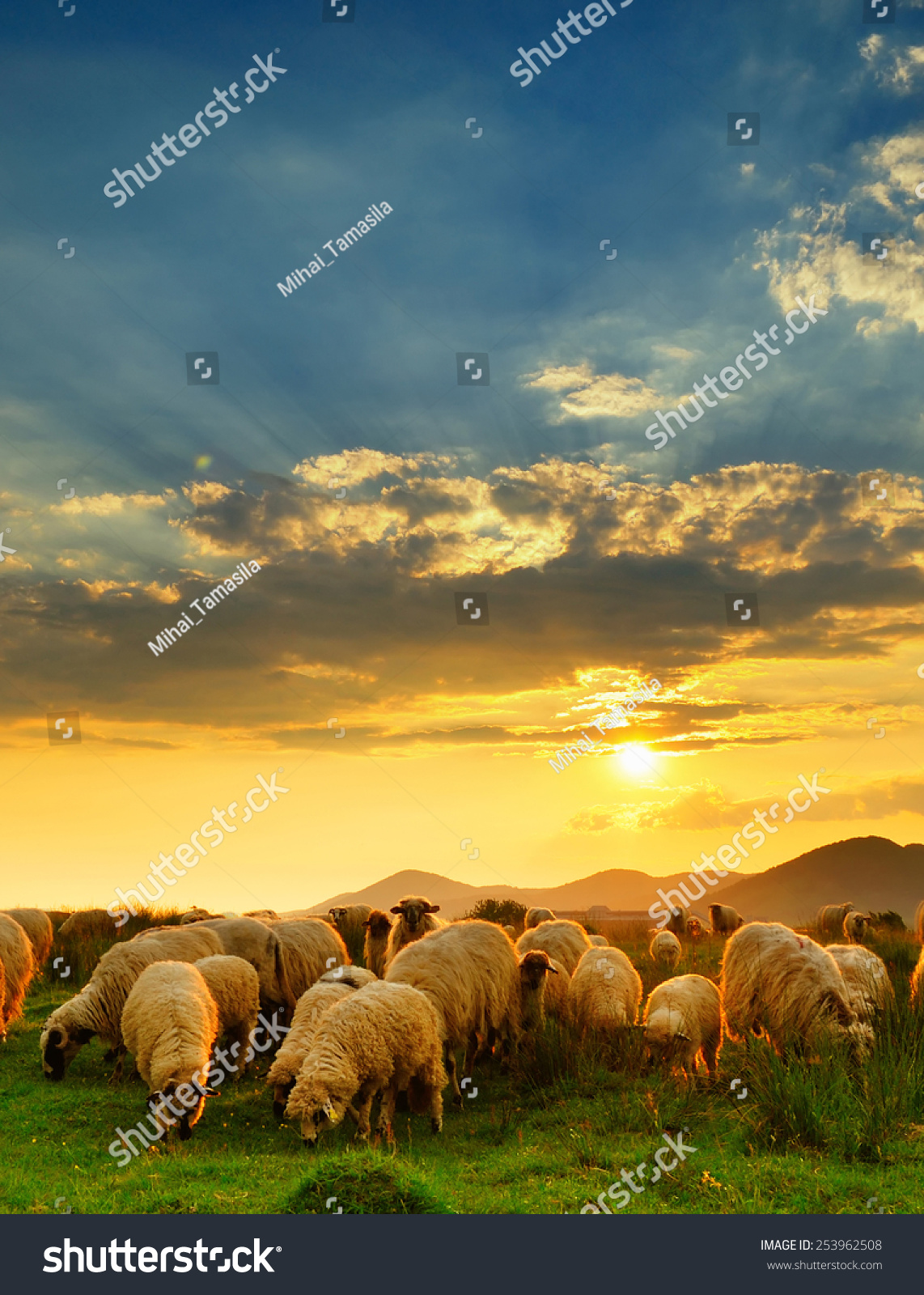 Flock Of Sheep Grazing In A Hill At Sunset Stock Photo 253962508