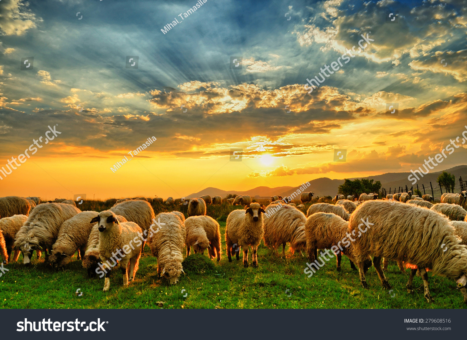 Flock Of Sheep Grazing In A Hill At Sunset Stock Photo 279608516