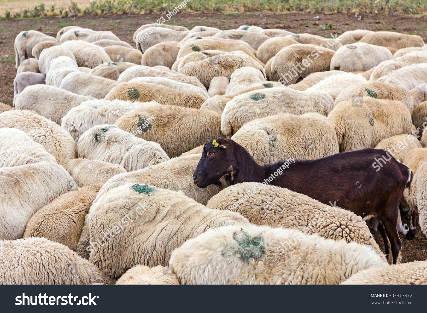 Flock Sheep Has One Black Goat As A Part Of Their Family. Stock Photo ...