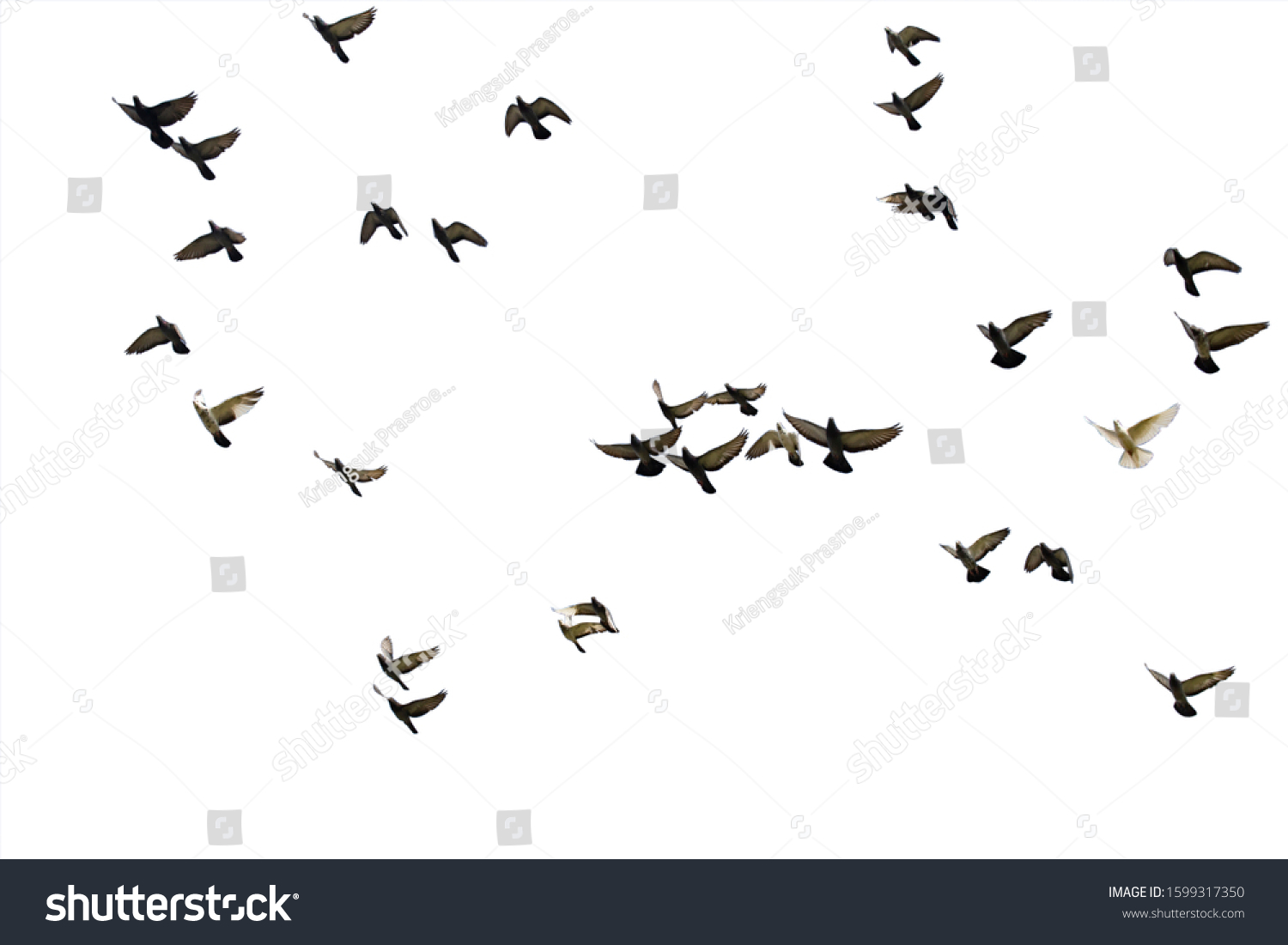 Flocks Flying Pigeons Isolated On White Stock Photo