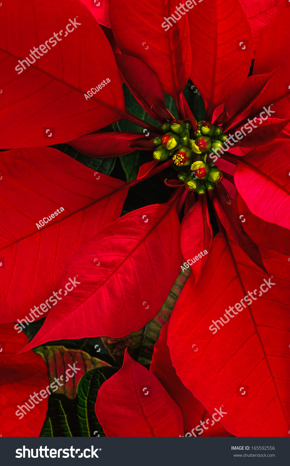 Flor De Nochebuena, Poinsettia Flower Stock Photo 165592556 : Shutterstock