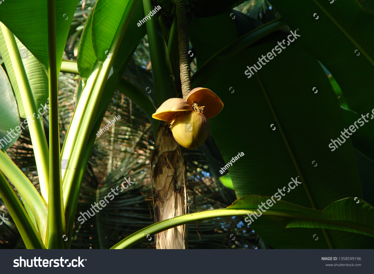 Flower Musa Basjoo Siebold Zucc Japanese Stock Photo 1358599196