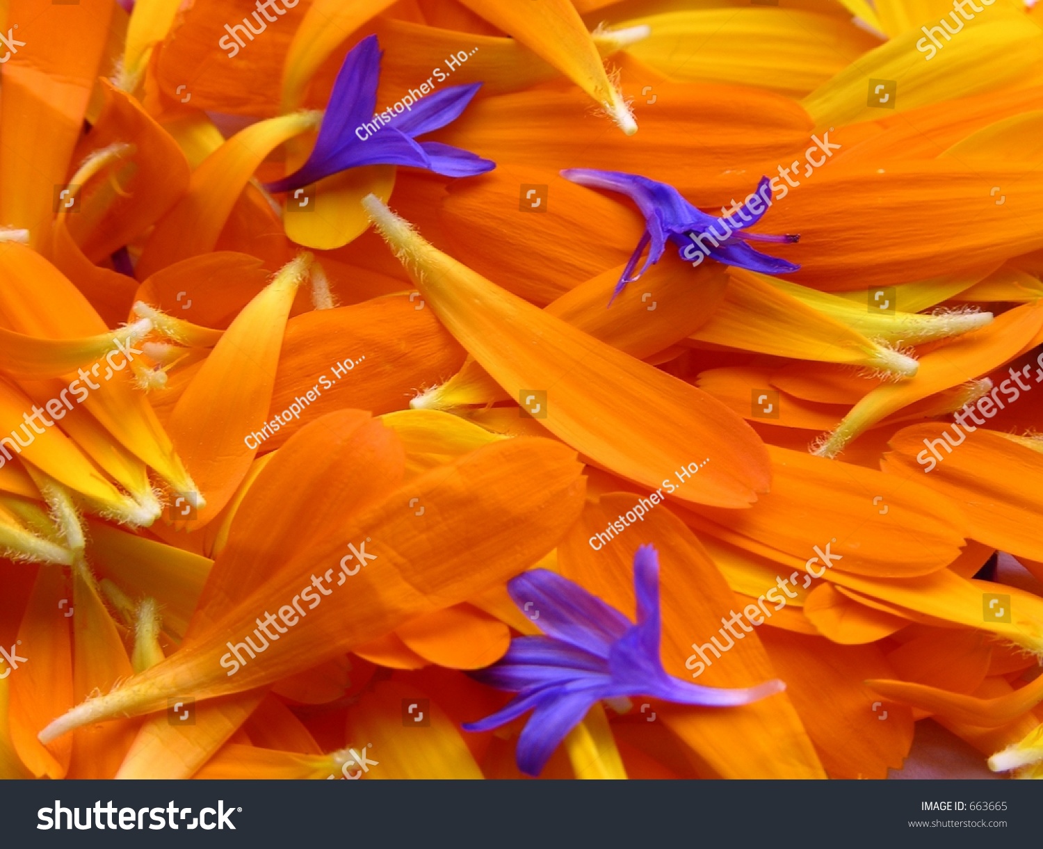 Flower Pedals Stock Photo 663665 : Shutterstock