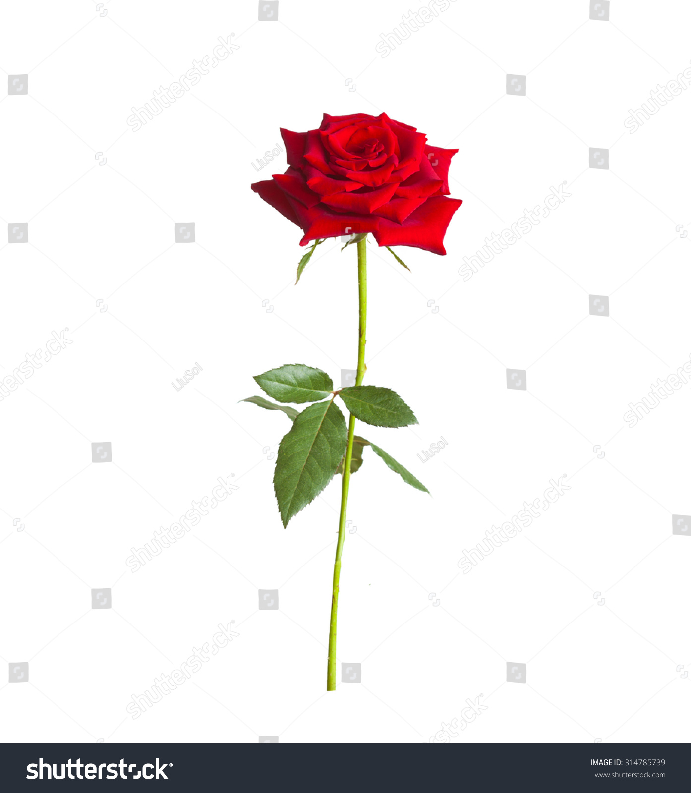 Flower Single Long Stem Red Rose Isolated Stock Photo 314785739