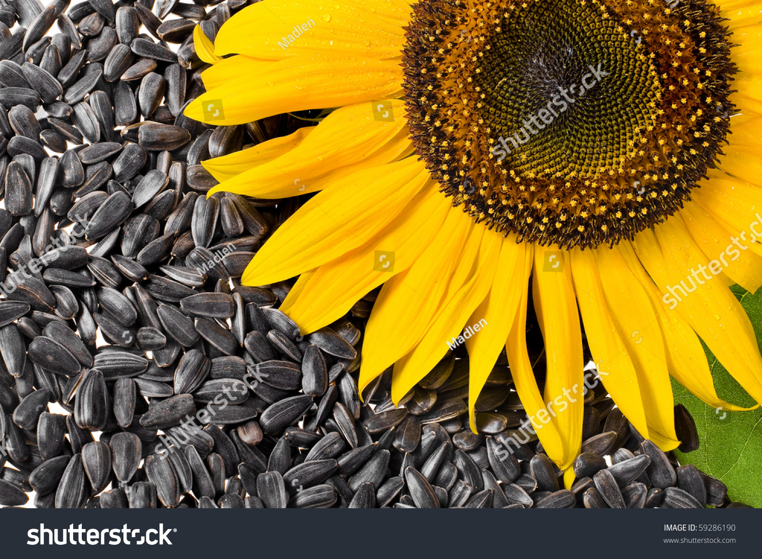 Flower Sunflower Seeds Stock Photo 59286190 Shutterstock
