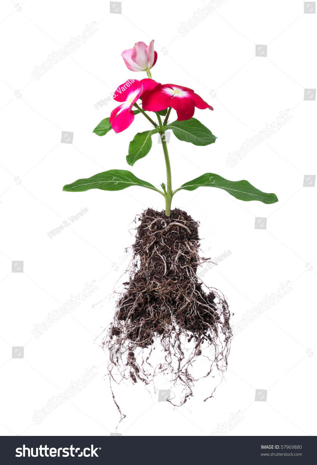 Flower With Root Isolated On White Background Stock Photo 57969880