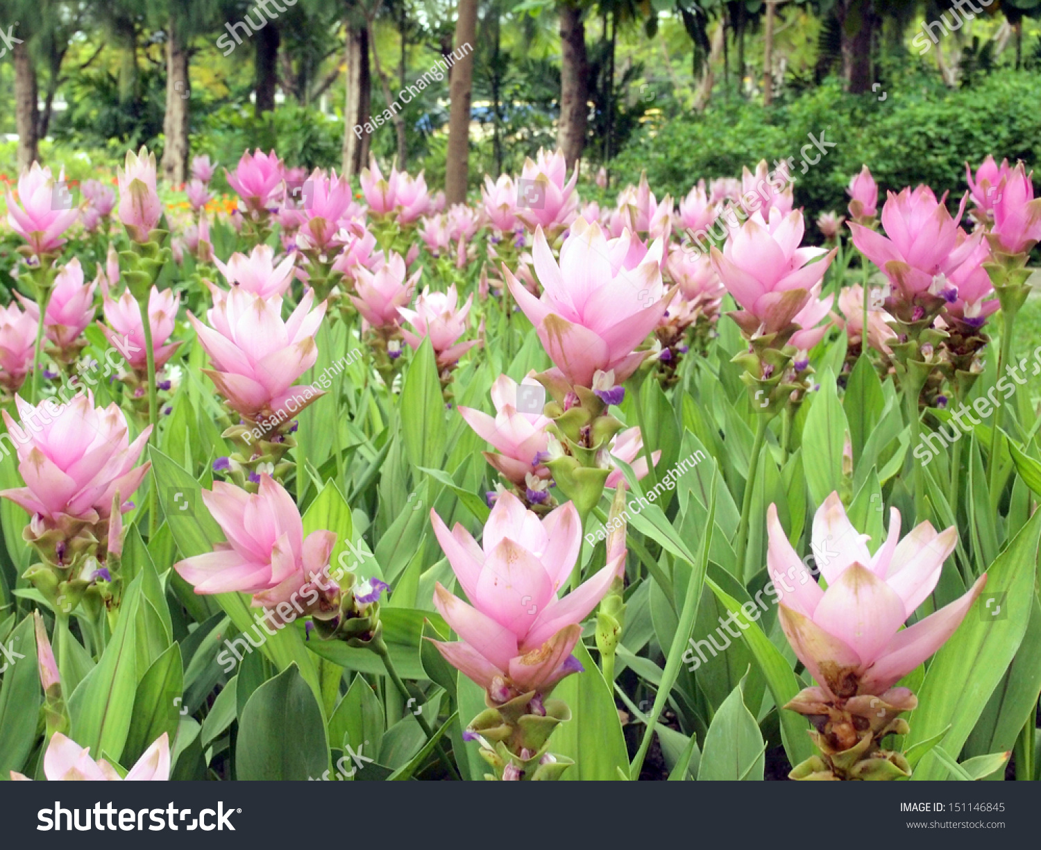 Flowers Field Background Stock Photo 151146845 : Shutterstock