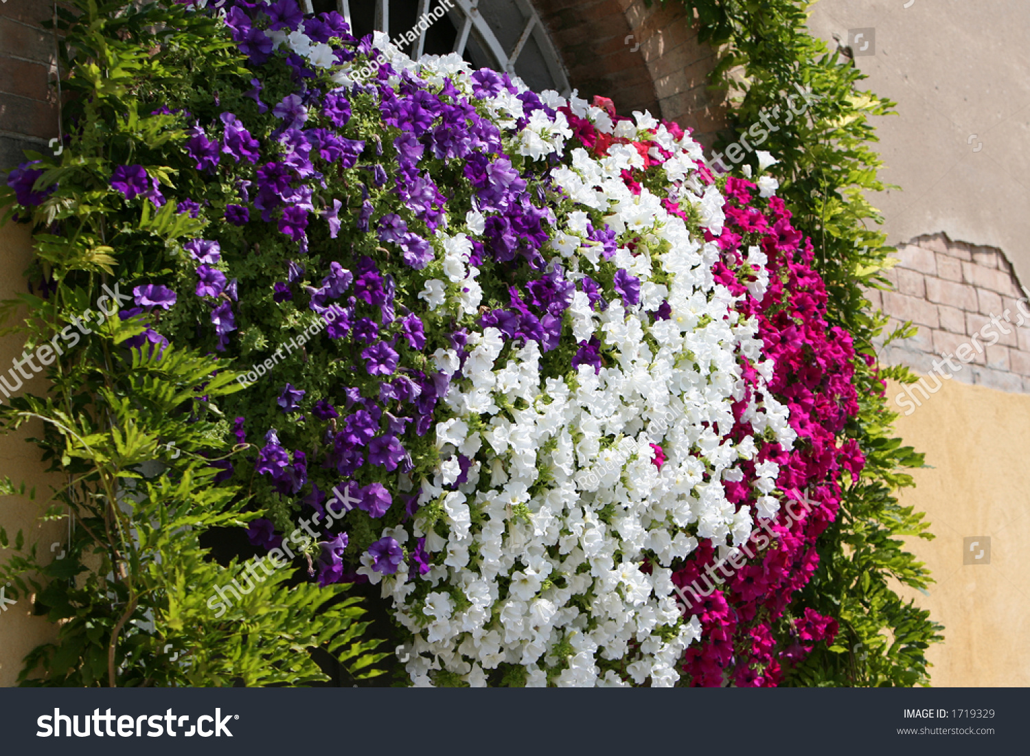 Flowers In Venice Stock Photo 1719329 Shutterstock