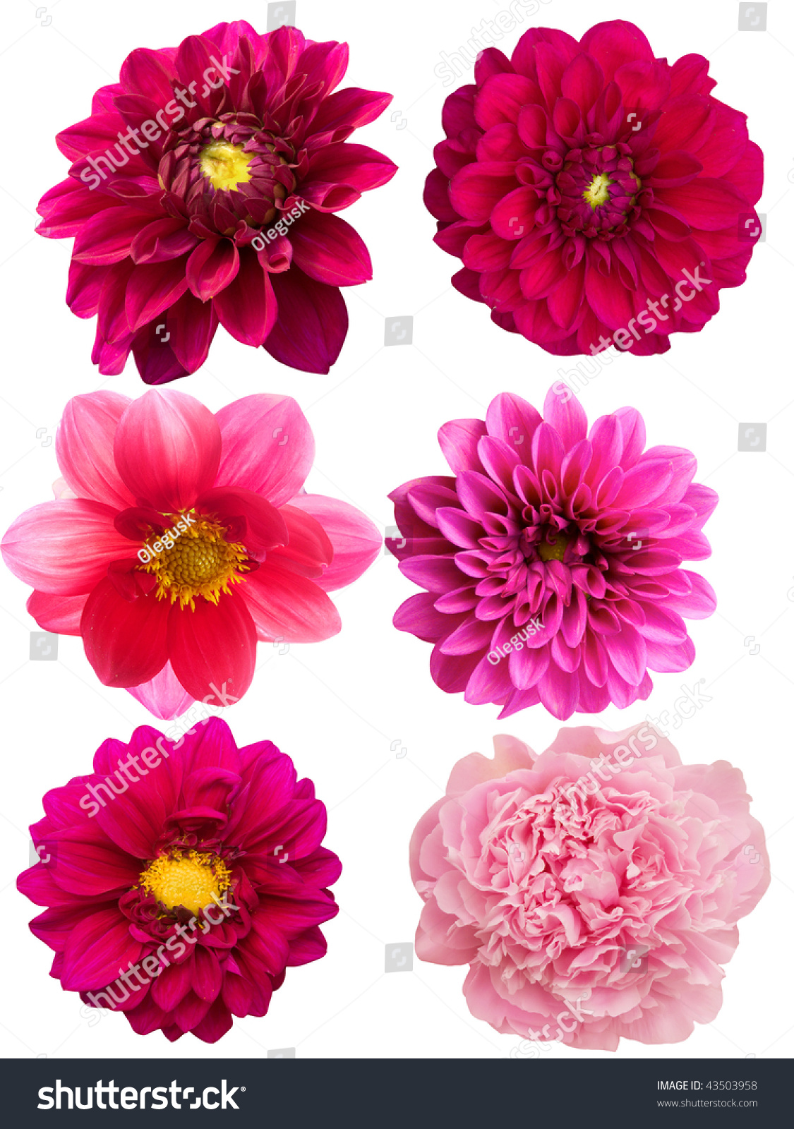 Flowers Peonies Dahlia Stock Photo 43503958 - Shutterstock