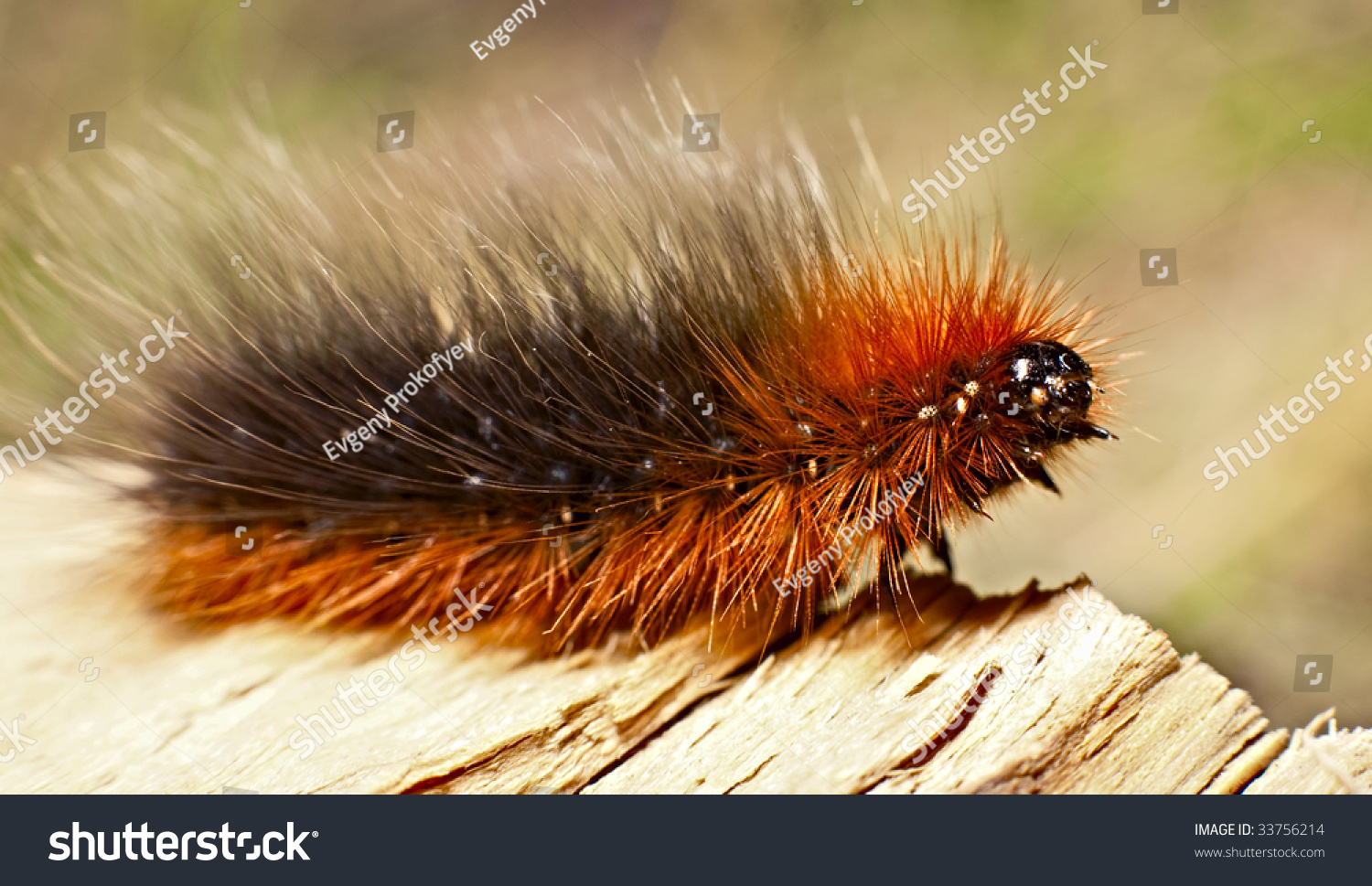 Fluffy Caterpillar Walking On The Edge Stock Photo Shutterstock