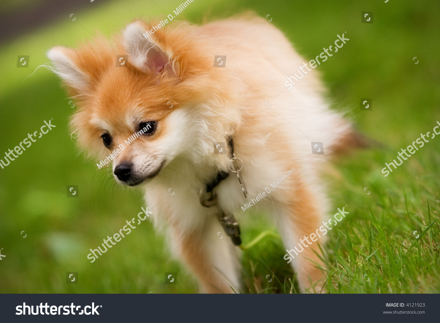 fluffy puppy walking puppy