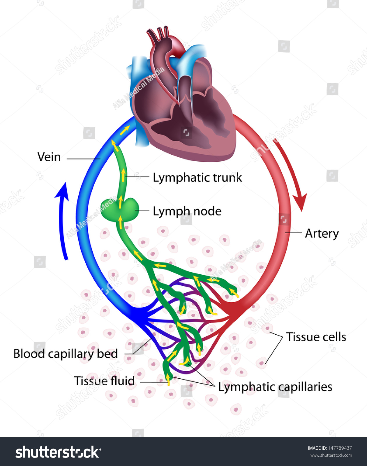 Fluid Exchange Between The Circulatory And The Lymphatic Systems. Stock ...