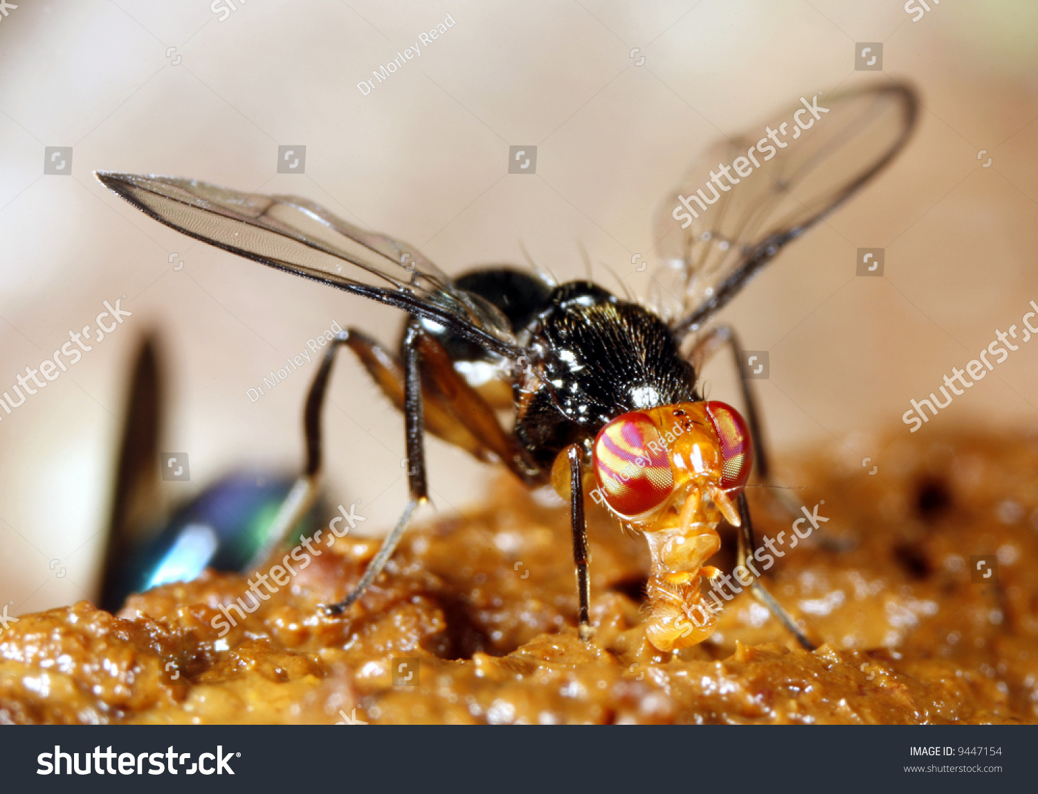 fly-feeding-on-filth-stock-photo-9447154-shutterstock