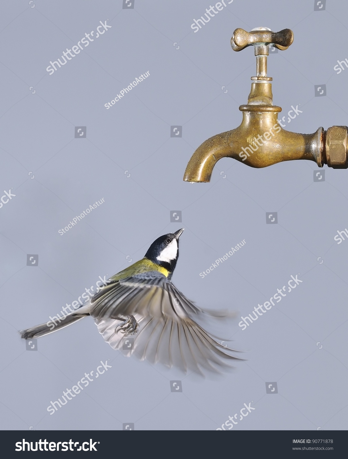 top 28 how to stop a bird from tapping on window funny top 28 how to stop a bird from tapping on window funny