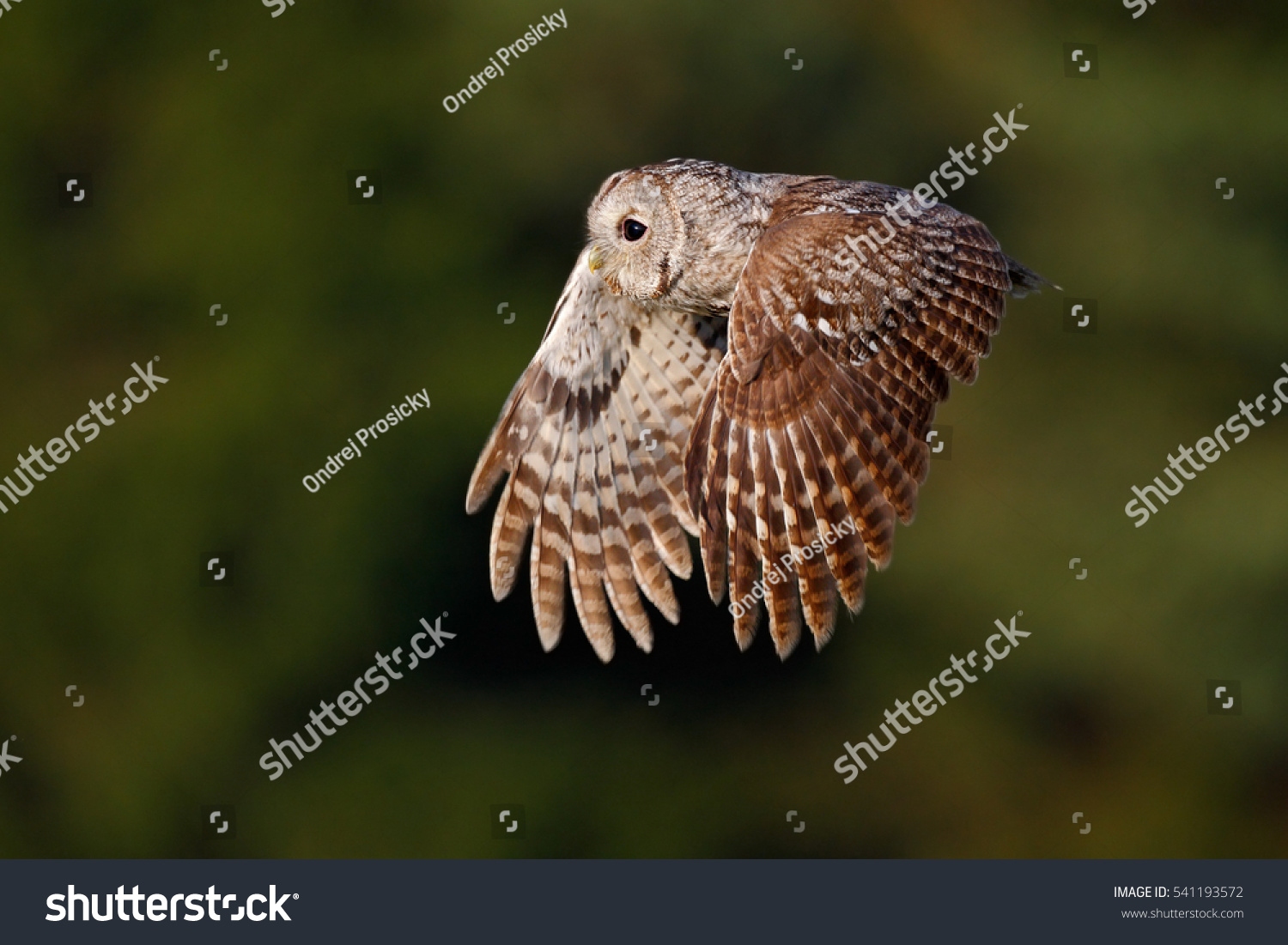 Flying Eurasian Tawny Owl Strix Aluco Stock Photo Edit Now