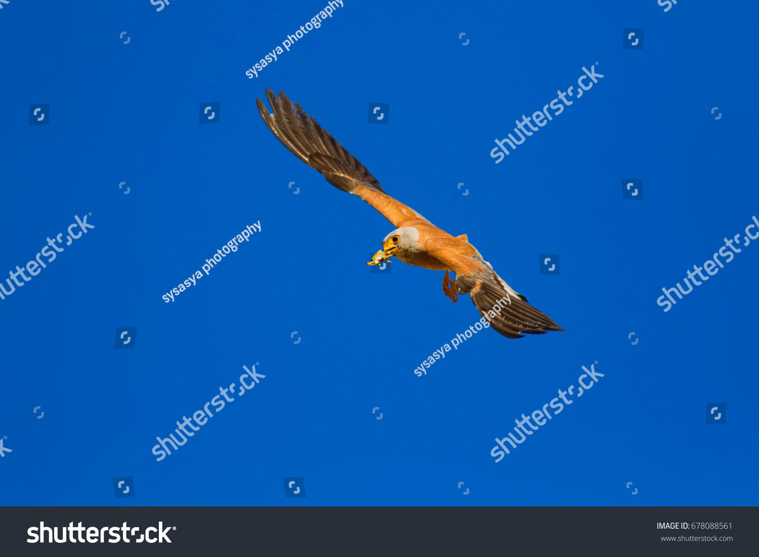 Flying Lesser Kestrel Blue Sky Background Stock Photo 678088561