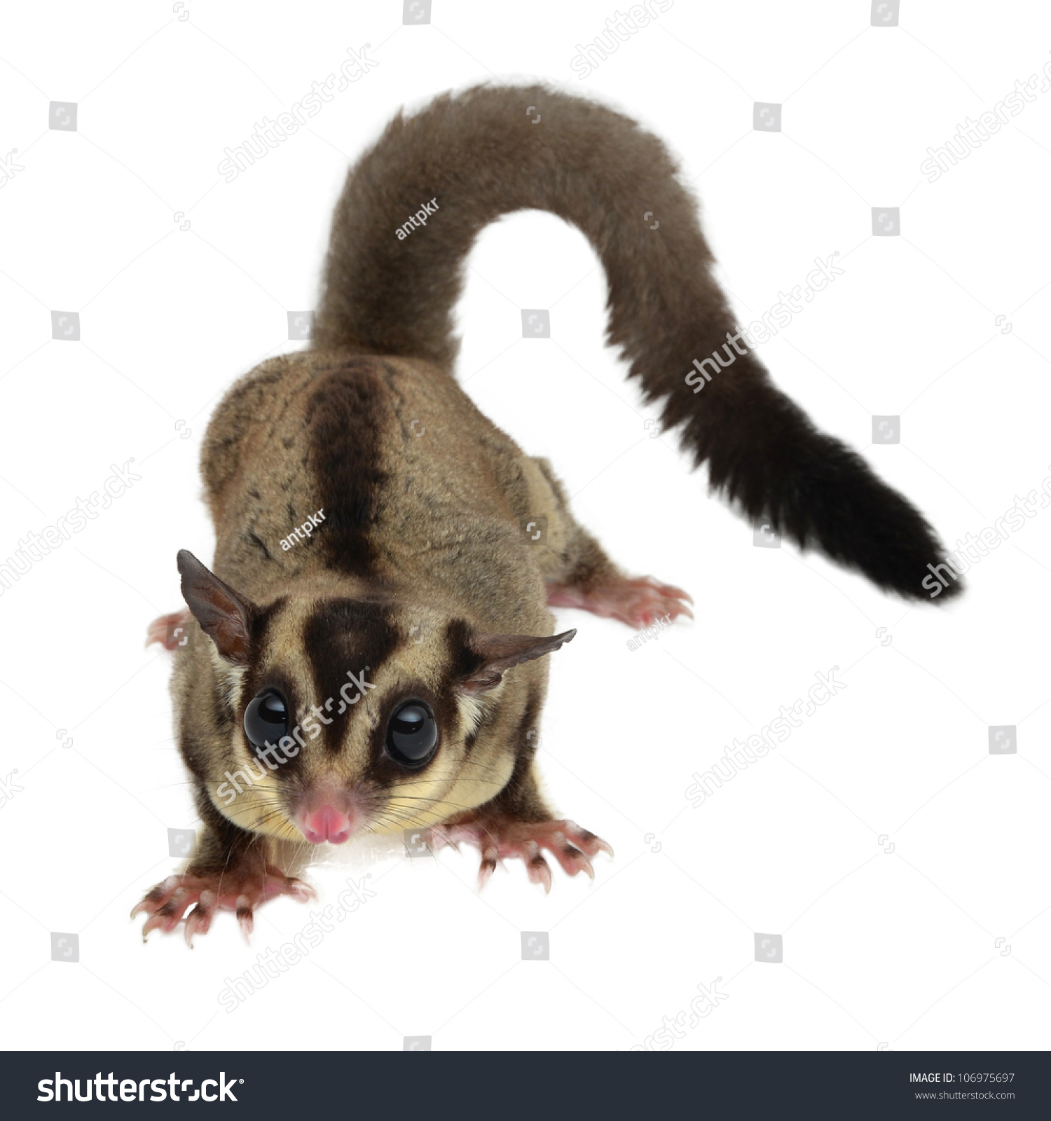 Flying Sugar Squirrel