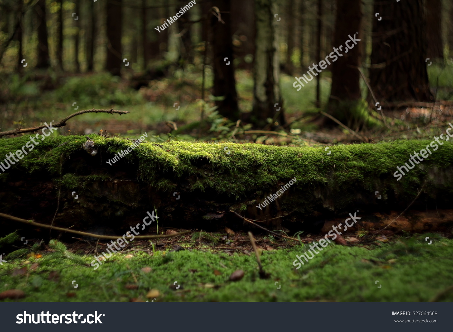 Forest Forest