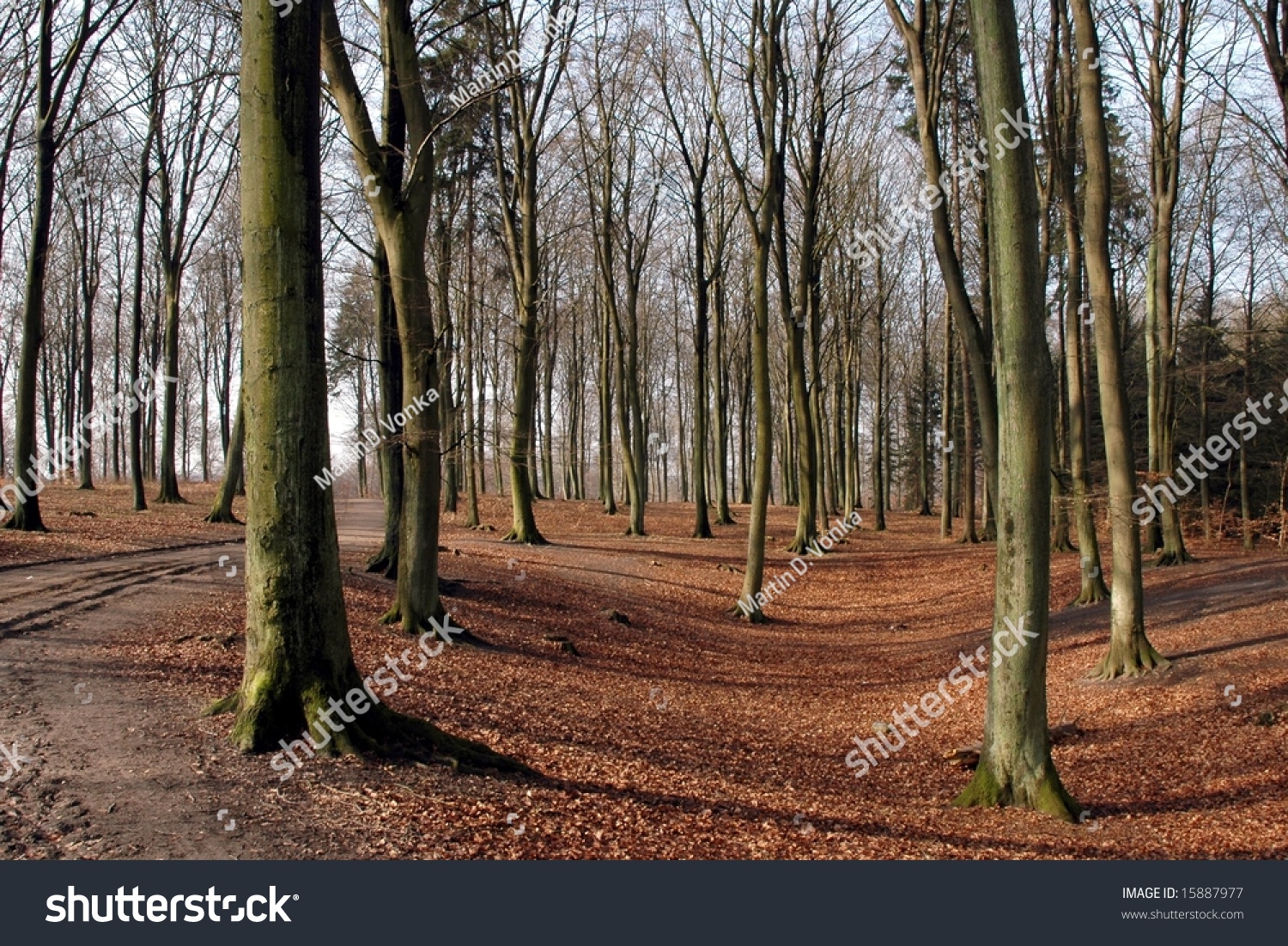 forest-in-winter-without-snow-stock-photo-15887977-shutterstock