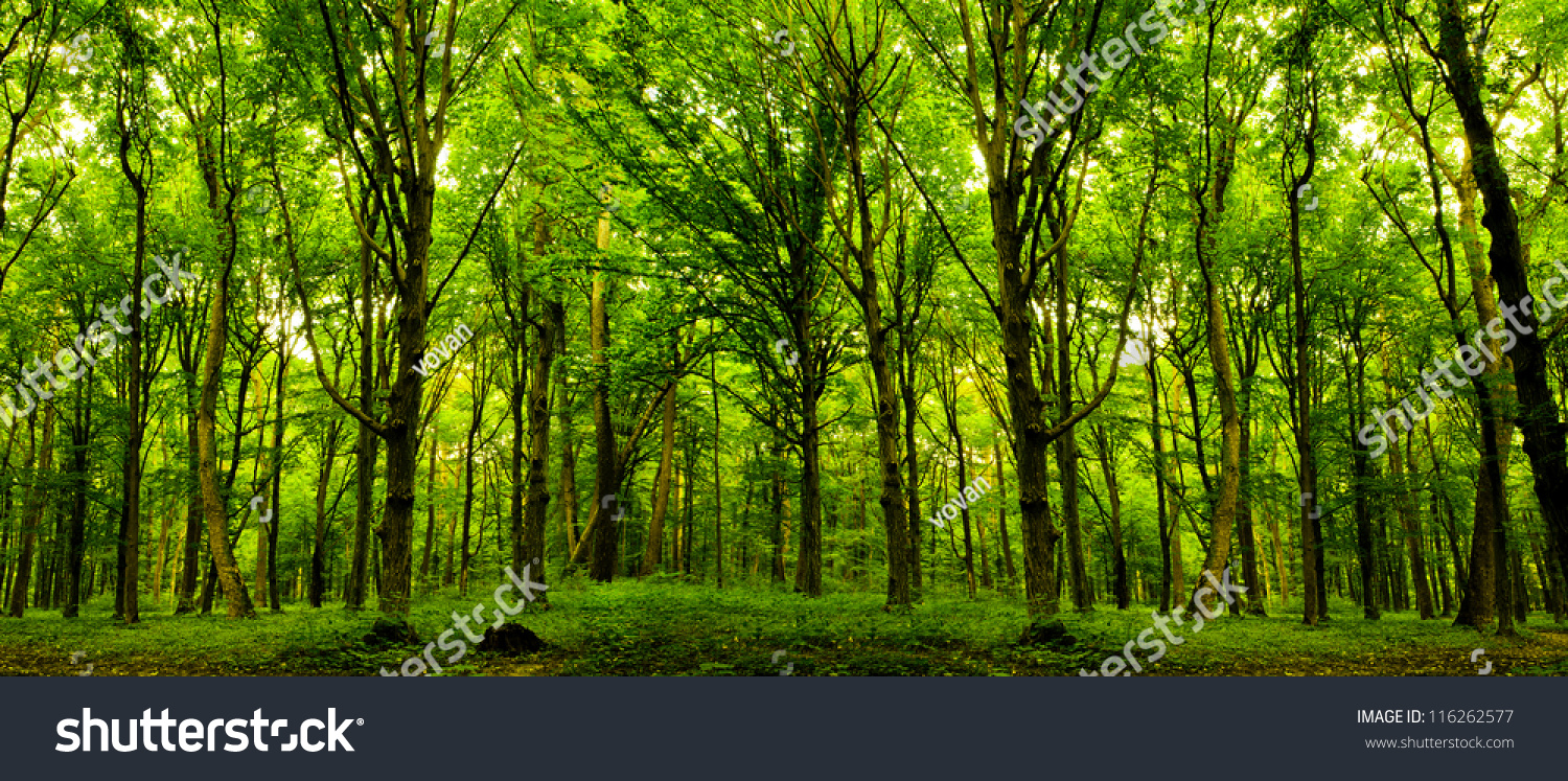 Forest Trees. Nature Green Wood Sunlight Backgrounds. Stock Photo ...