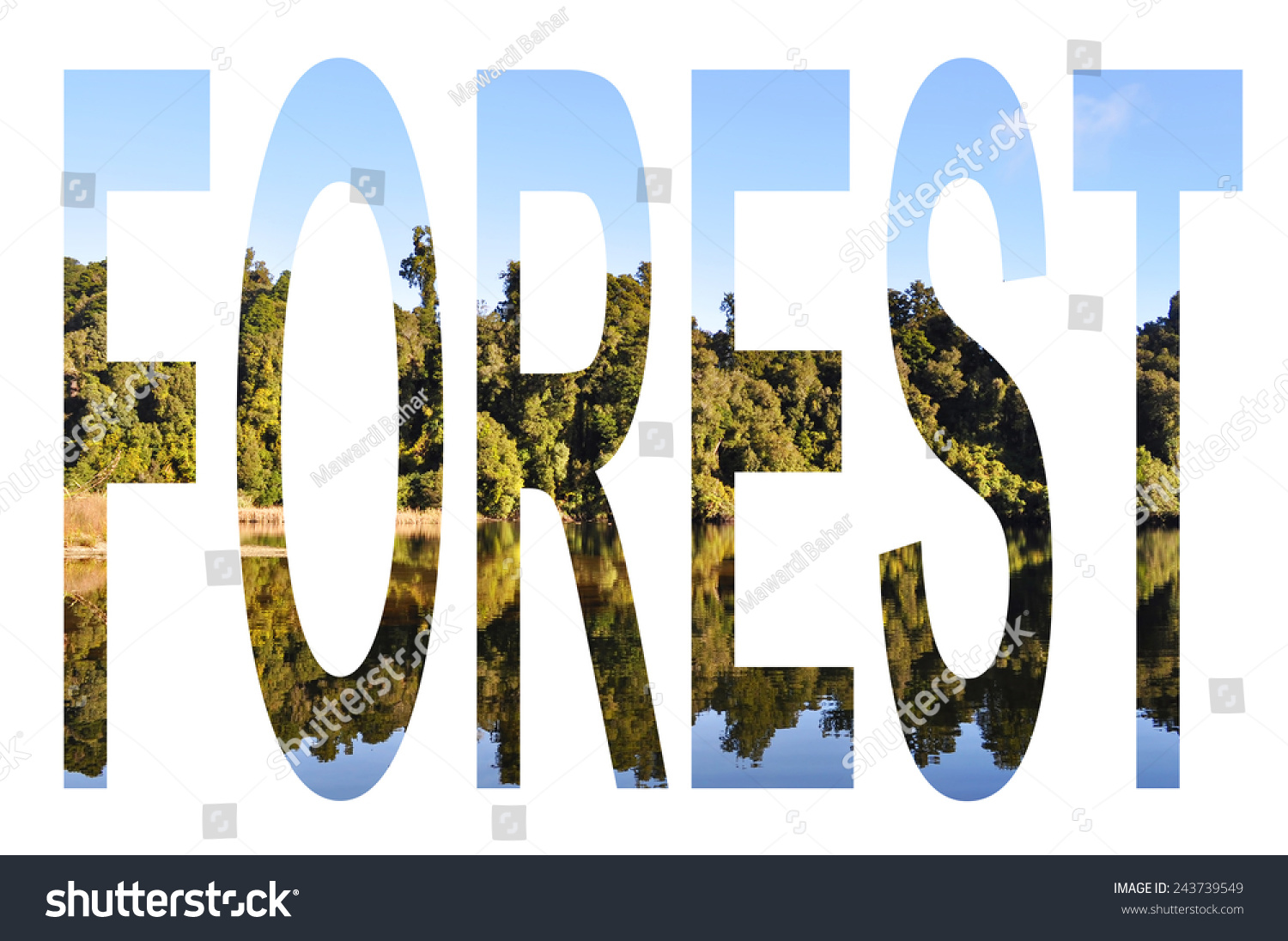 forest-word-with-green-tree-reflection-and-white-background-stock-photo