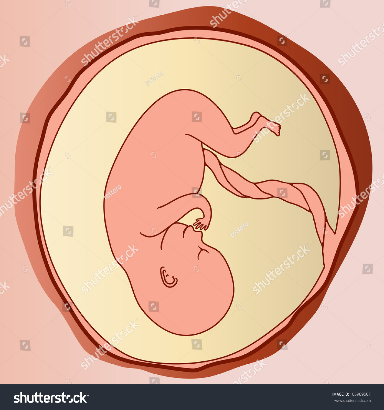 Form Healthy Baby Fetus Uterus Stock Illustration ...